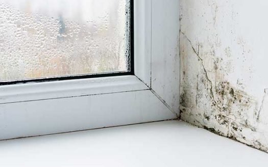 Preventing and Removing Toxic Mold in Your Home