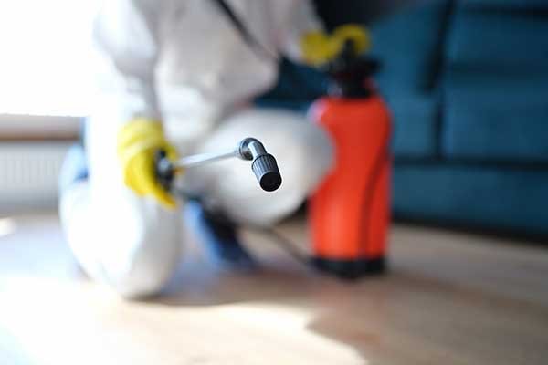 Removing Toxic Mold in Your Home